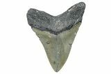 Serrated, Fossil Megalodon Tooth - North Carolina #365000-1